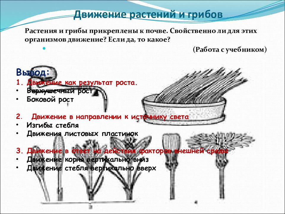 Движение у растений проект