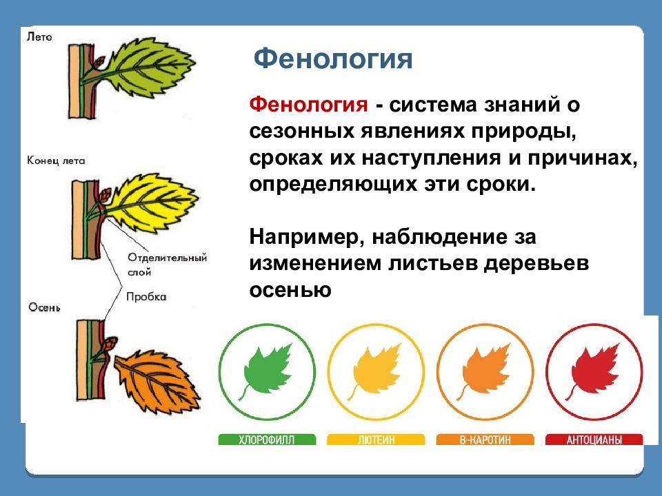 Какое явление из жизни растений изображено на рисунке листопад