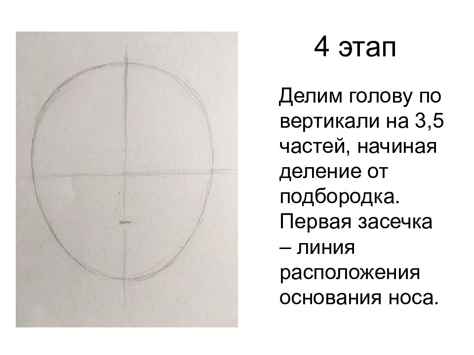 Пропорции головы человека презентация