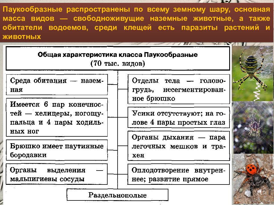 Значение пауков в природе и жизни. Характеристика паукообразных 7 класс биология. Характеристика пауков 7 класс биология. Класс паукообразные общая характеристика. Класс gferj,hfpyst общая характеристика.