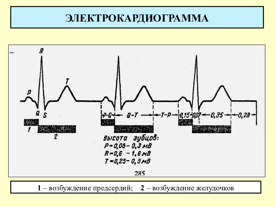 Схема экг. Возбуждение желудочков на ЭКГ. ЭКГ схема. Возбуждение предсердий на ЭКГ. 1. Электрокардиография (ЭКГ)..