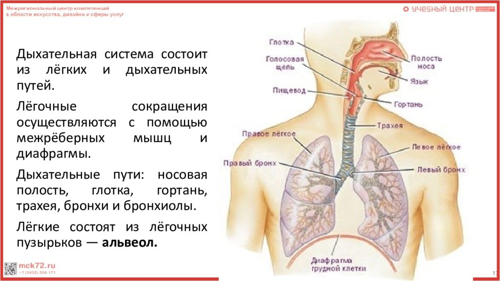 Где находятся бронхи у человека фото