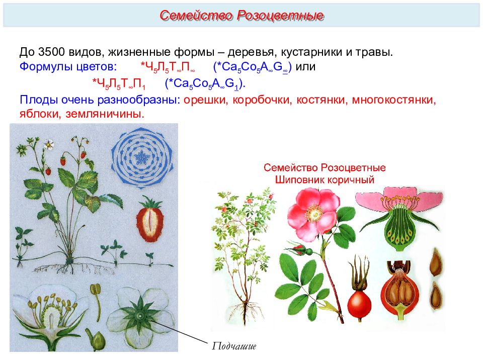 Признаки семейства крестоцветные и розоцветные. Класс двудольные растения семейства Розоцветные. Жизненные формы семейства розоцветных. Семейство Розоцветные формула цветка. Класс двудольные семейство Розоцветные.