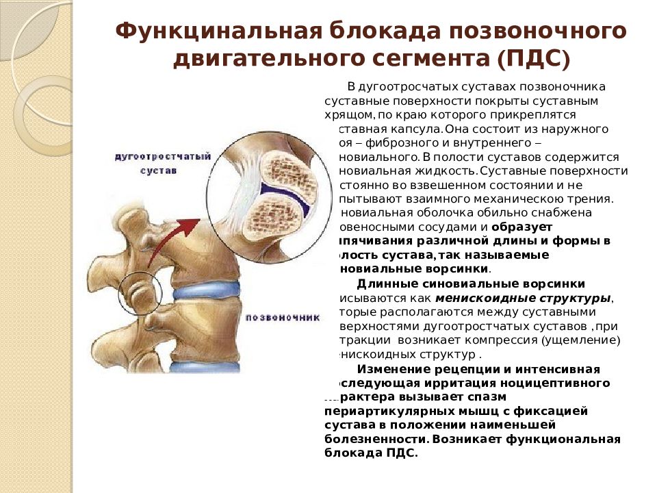 Двигательный сегмент