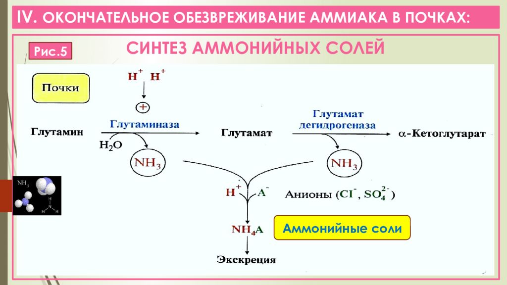 Окончательно е. Обезвреживание аммиака в почках биохимия. Реакция образования аммонийных солей. Реакция образования аммиака в почках. Обезвреживание аммиака происходит в почках?.