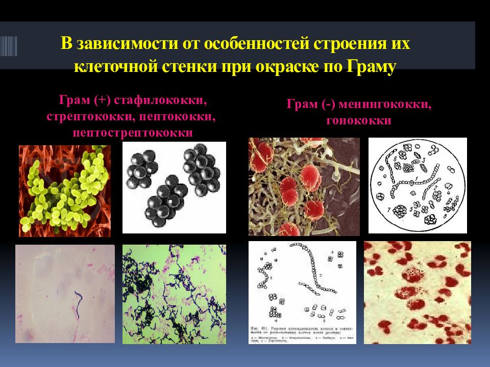 Стафилококки презентация по микробиологии