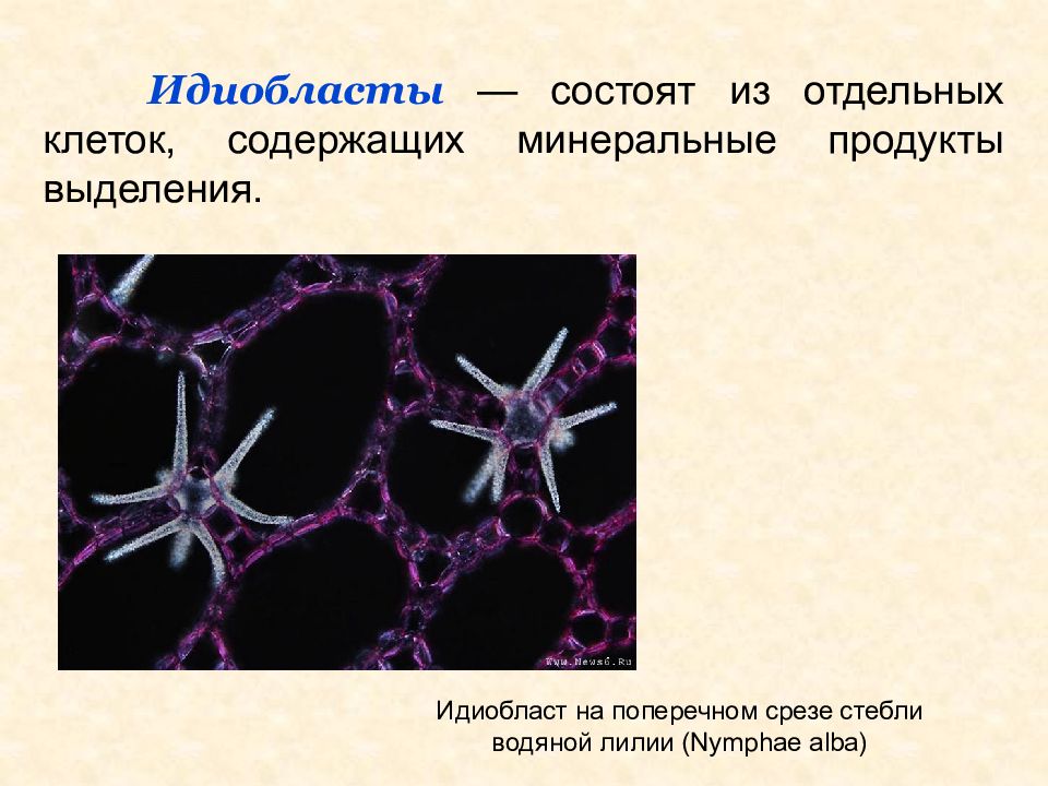 Отдельная клетка. Клетки идиобласты. Идиобласты у растений. Секреторная ткань растений. Выделительная ткань растений строение.