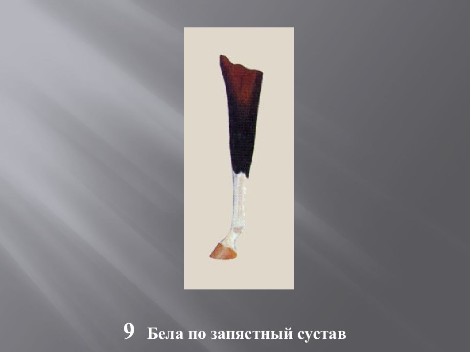 Масти и отметины у лошадей