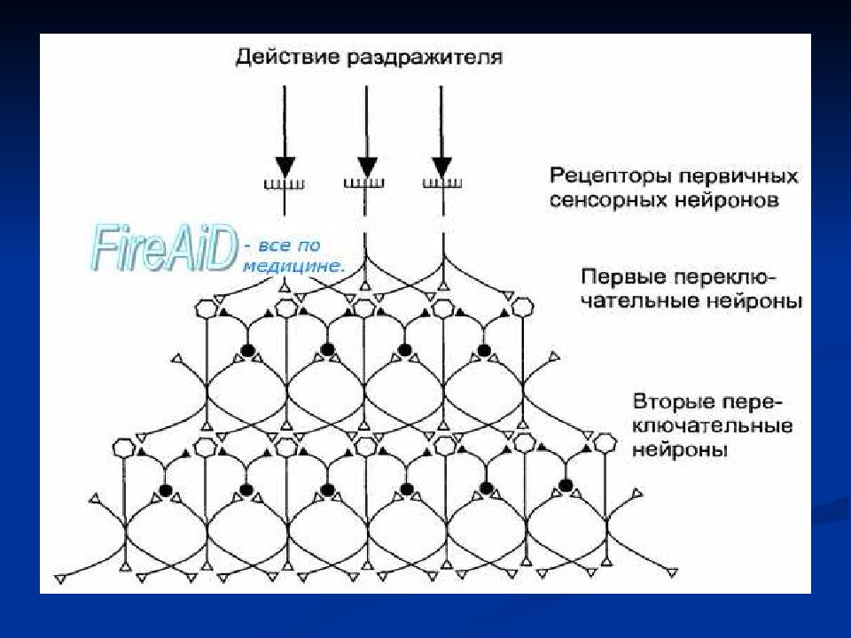 Т система физиология. Принцип двусторонней симметрии сенсорных систем.