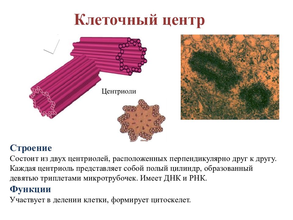 Клеточный центр в клетке рисунок