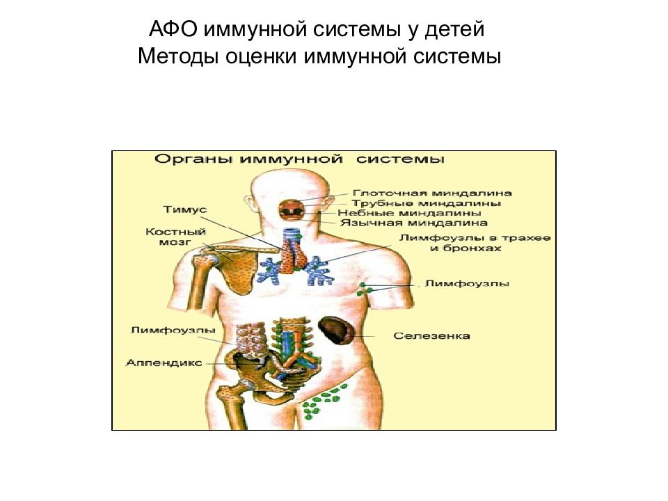 Иммунная система у детей презентация