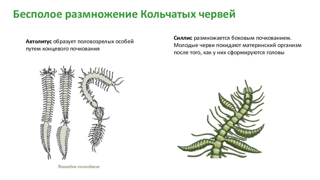 Для размножения изображенного на рисунке организма не характерно