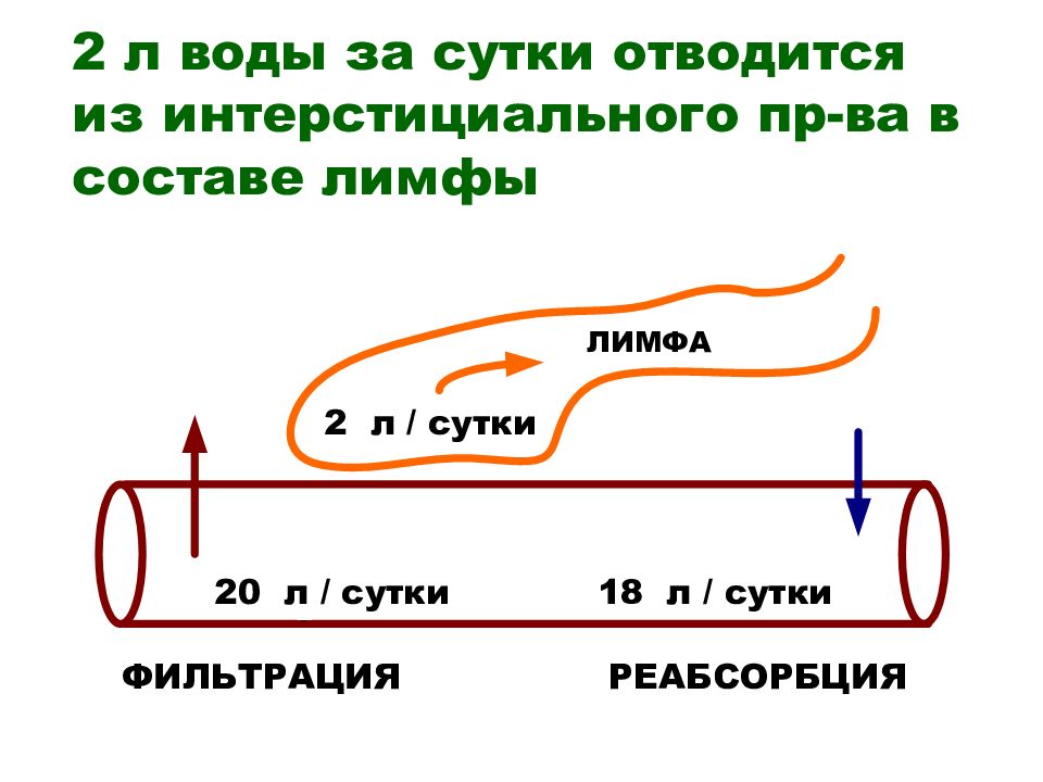 Л сутки. Остановка тока лимфы.