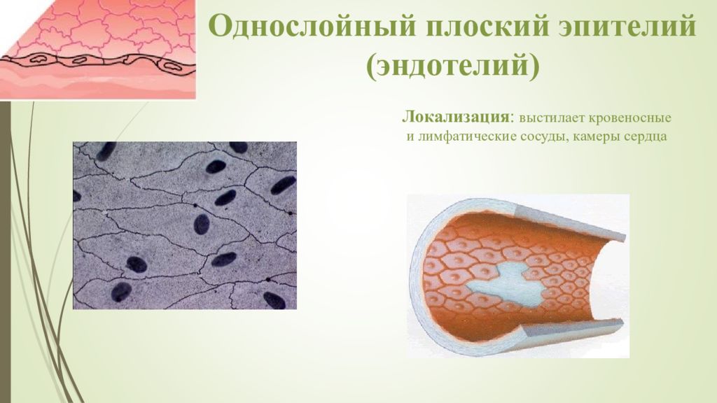 Внутренняя поверхность сосудов. Однослойный плоский эпителий эндотелий. Эпителий сосудов эндотелий. Эндотелий гистология ткань. Эпителиальная ткань плоский эндотелий.