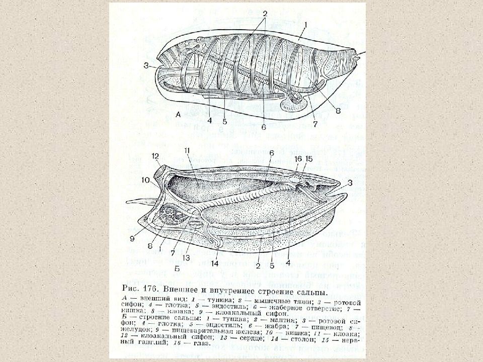Внешнее строение животных изучает наука. Наука изучающая внутреннее строение животных. внешнее и внутреннее строение животных изучает. внешнее и внутреннее строение животных изучает наука.
