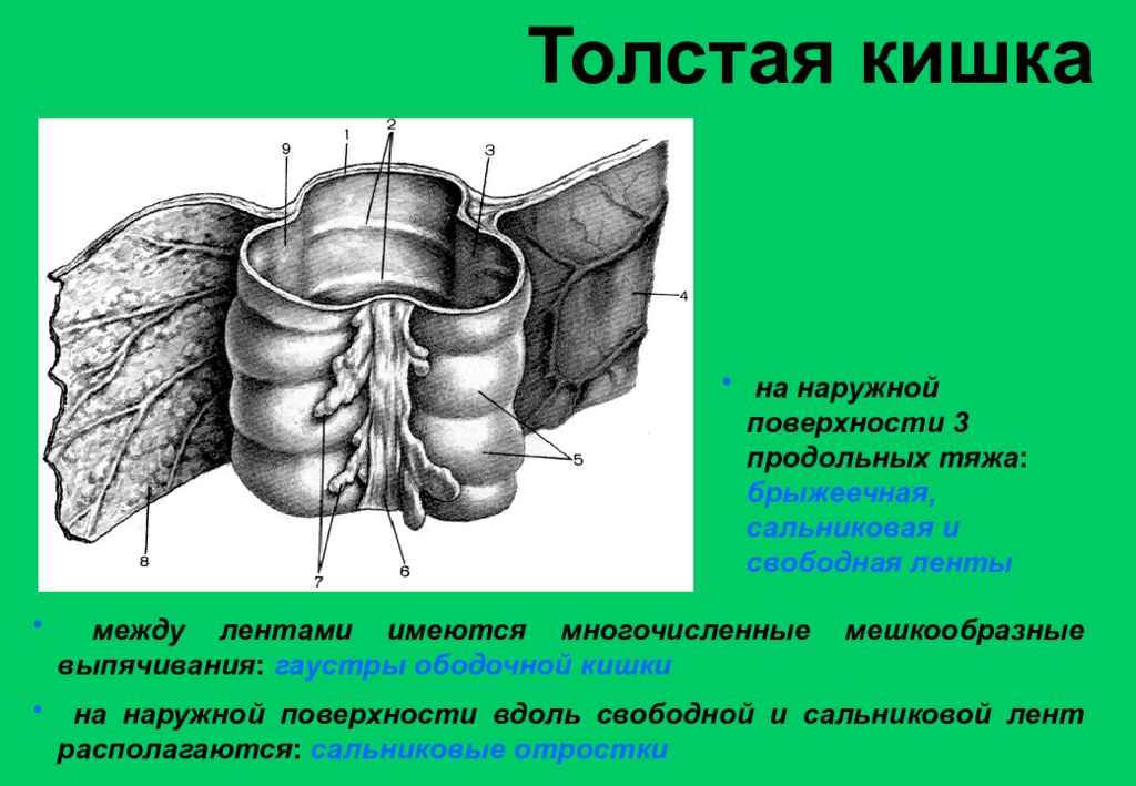 Сальниковые отростки. Брыжеечная лента ободочной кишки. Гаустры толстой кишки анатомия. Сальниковые отростки Толстого кишечника.