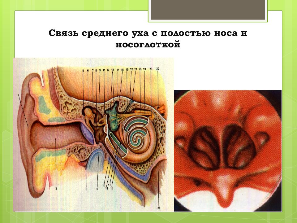 Связь уха и носа человека схема