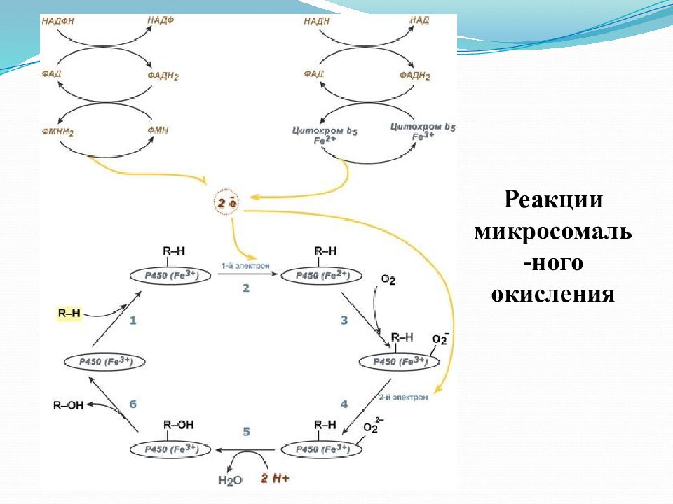 Схема микросомального окисления биохимия