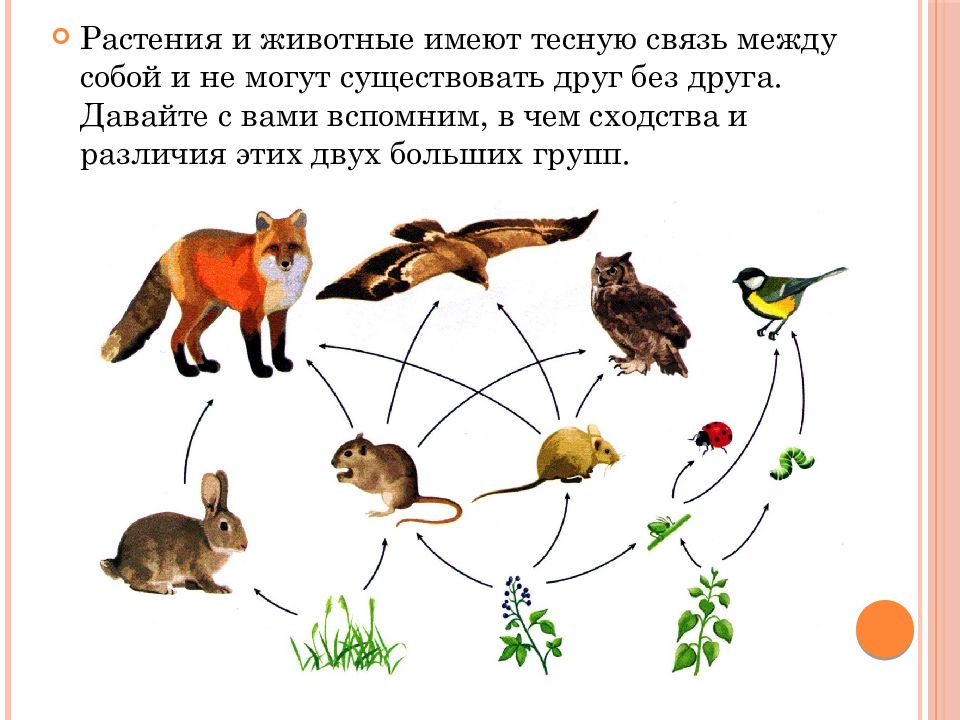 Примеры связи растений и животных 2 класс. Связь растений и животных. Взаимосвязь растений и животных. Цитата о взаимосвязи растений и животных.