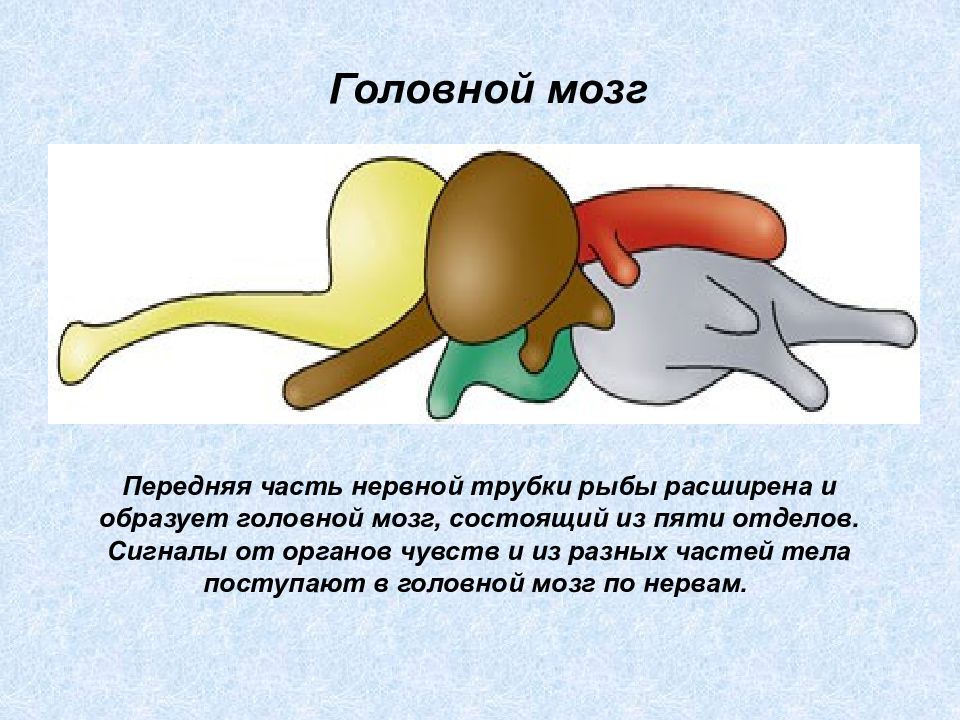 Пять отделов мозга у рыб. Головной мозг рыб состоит из. Головной мозг рыбы состоит из отделов. Головной мозг рыбы состоит из пяти отделов.. Передний мозг у рыб.