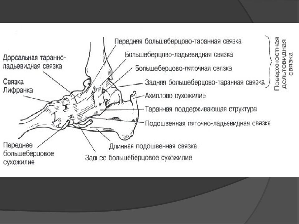 Топографическая анатомия голеностопного сустава презентация