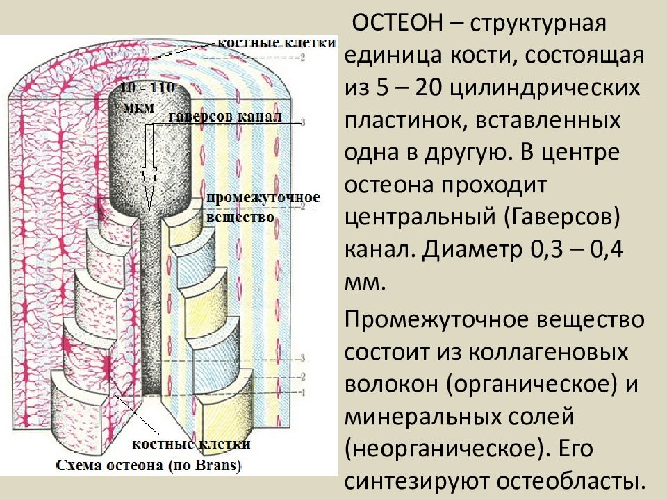 Структурная единица