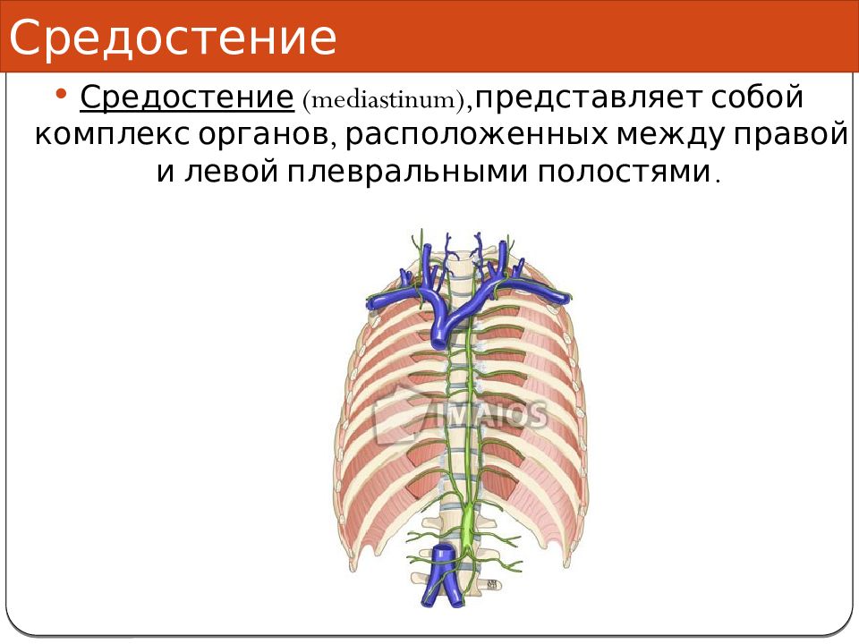 Комплекс органов