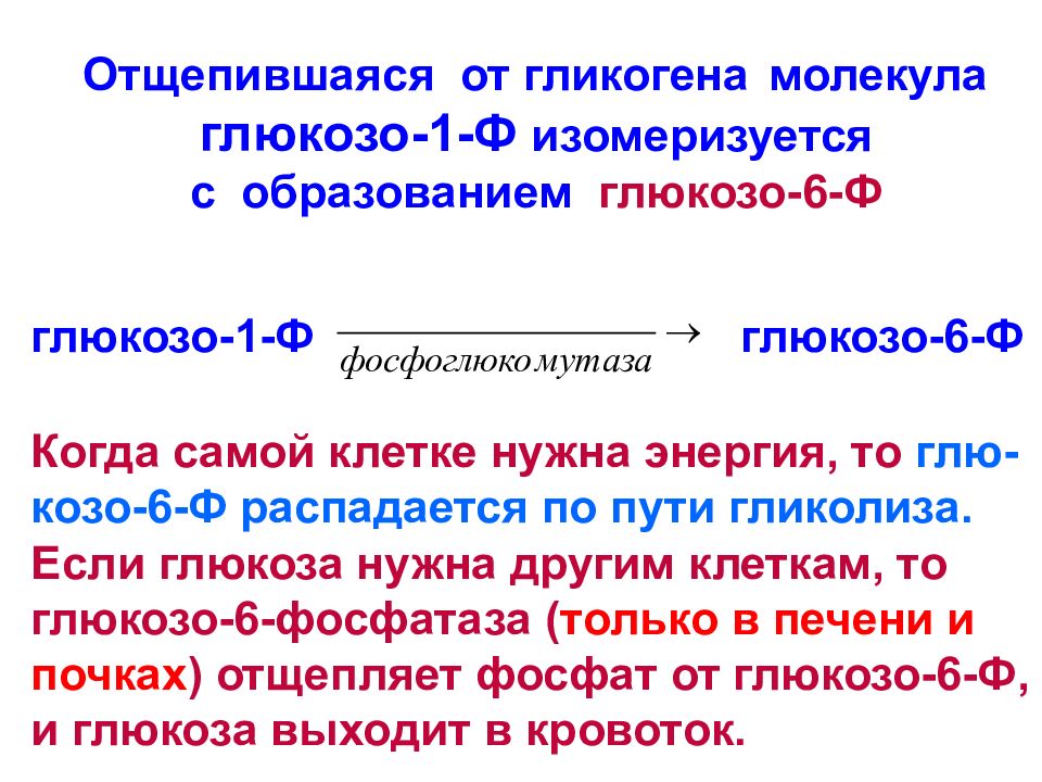УГЛЕВОДЫ: функции и обмен УГЛЕВОДЫ: функции и обмен