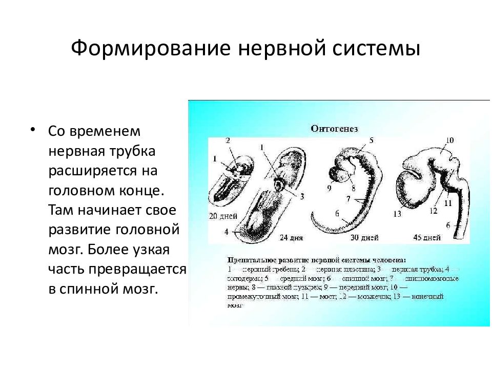 Формирование нервной системы. Развитие ребер в онтогенезе.