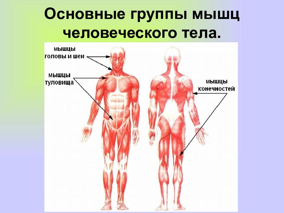 Анатомия мышечная система презентация