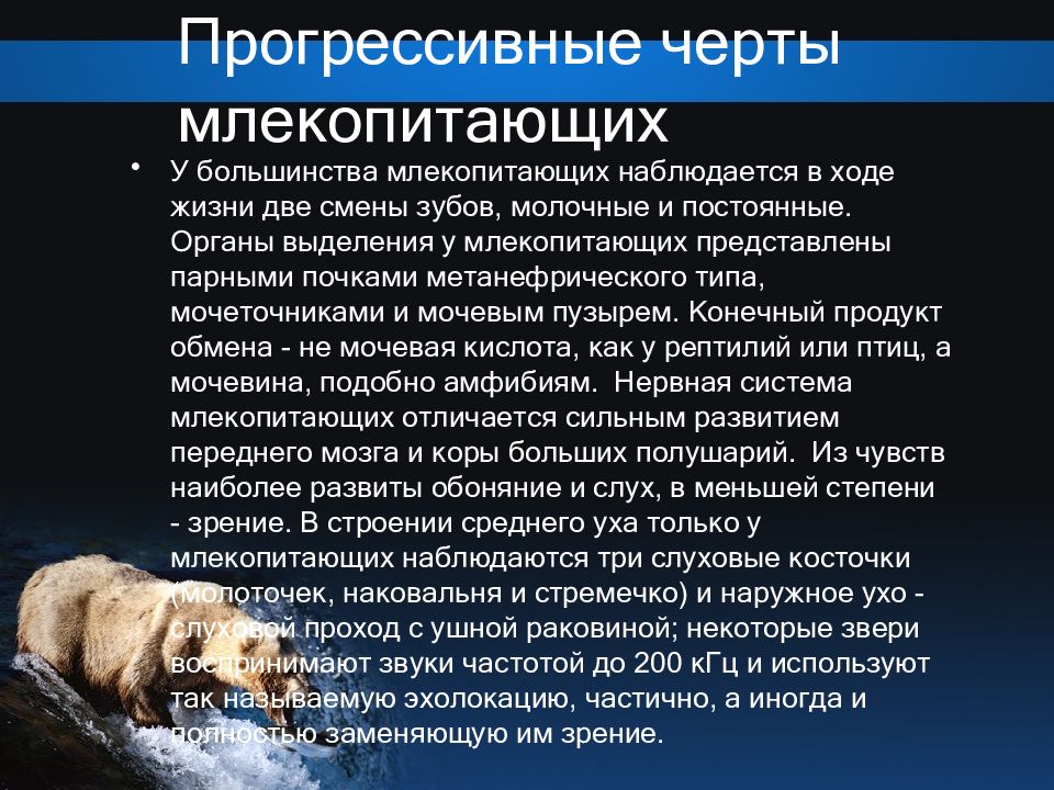 Особенности строения млекопитающих в зависимости от условий обитания проект