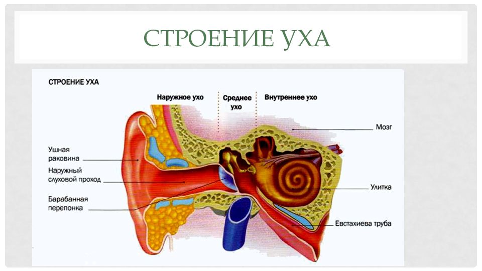 Органы равновесия кожно мышечной чувствительности обоняния и вкуса 8 класс презентация