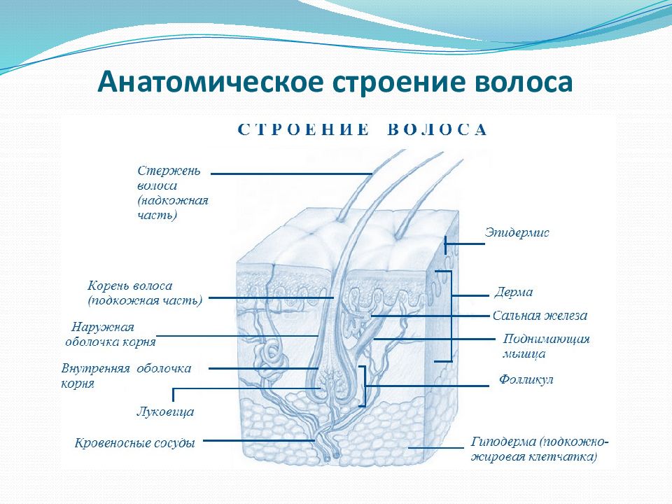 Волосы анатомия презентация