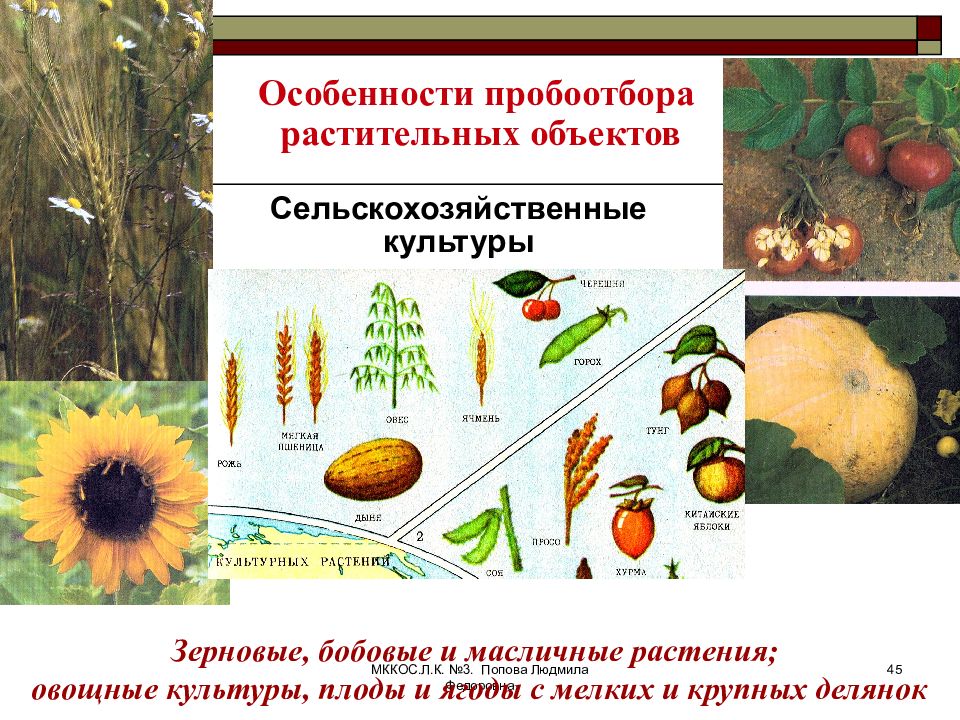 Объекты растительного. Растительные объекты. Масличная или овощная культура. Использовал растительные объекты кто. Описание растительных объектов.