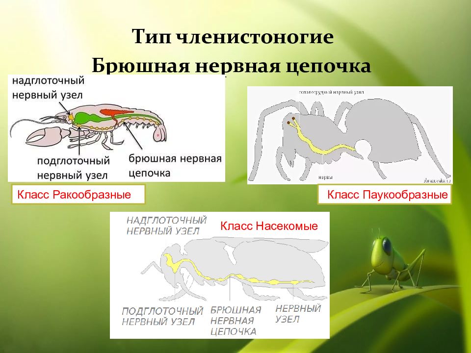 Схема строения нервной системы членистоногих рисунок 175