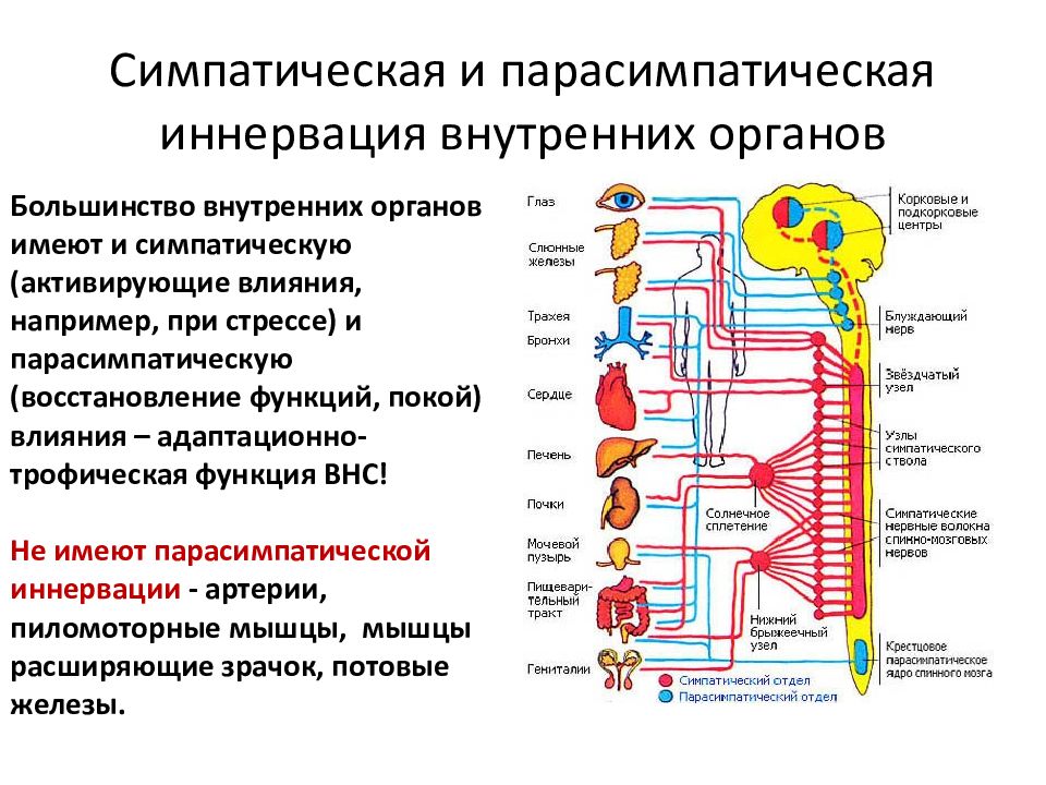 Ядра симпатического отдела. Парасимпатическая система и симпатическая система. Нервного узел симпатической вегетативной нервной системы. Вегетативная иннервация органов таблица анатомия. Таблица симпатическая , парасимпатическая , МЕТА.