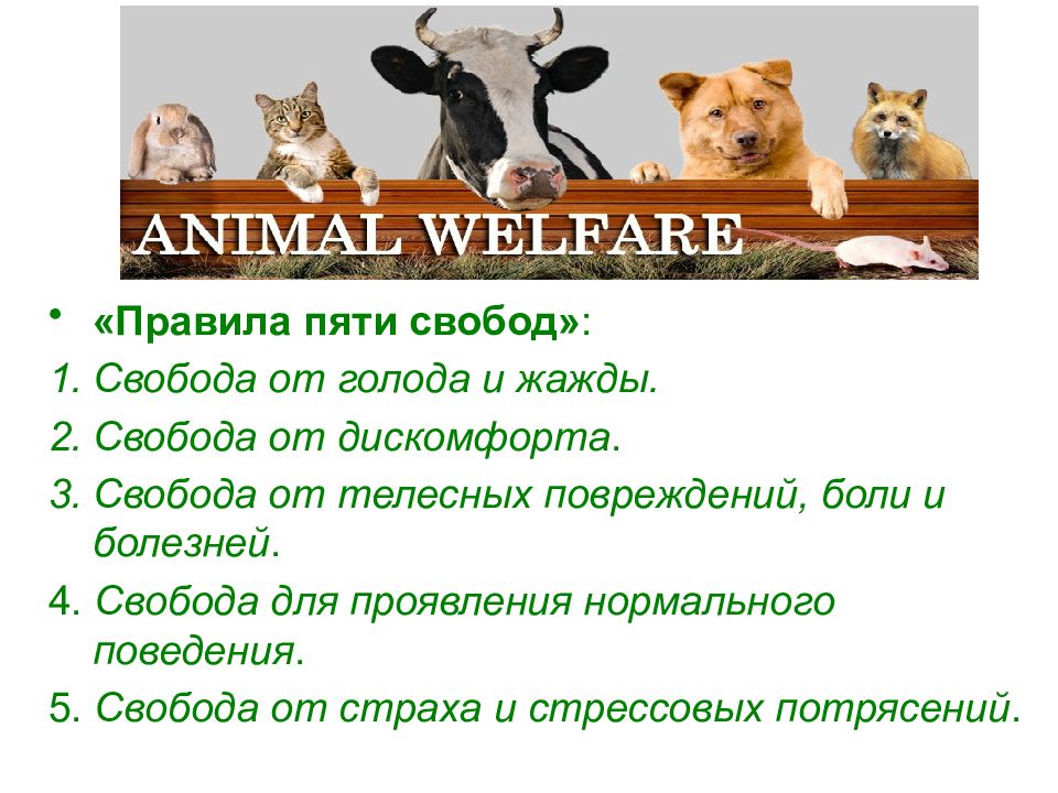 Животные как правило ответ. Концепция 5 свобод животных. Правило 5 свобод для животных. Пять правил по защите животных. Пять свобод собаки.