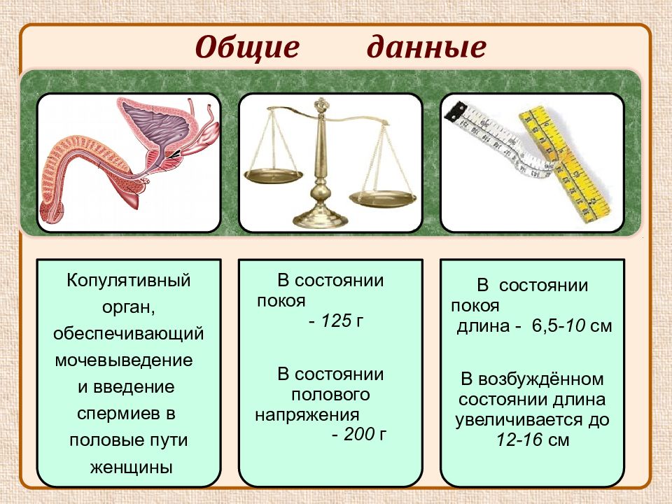 Презентация про половые органы