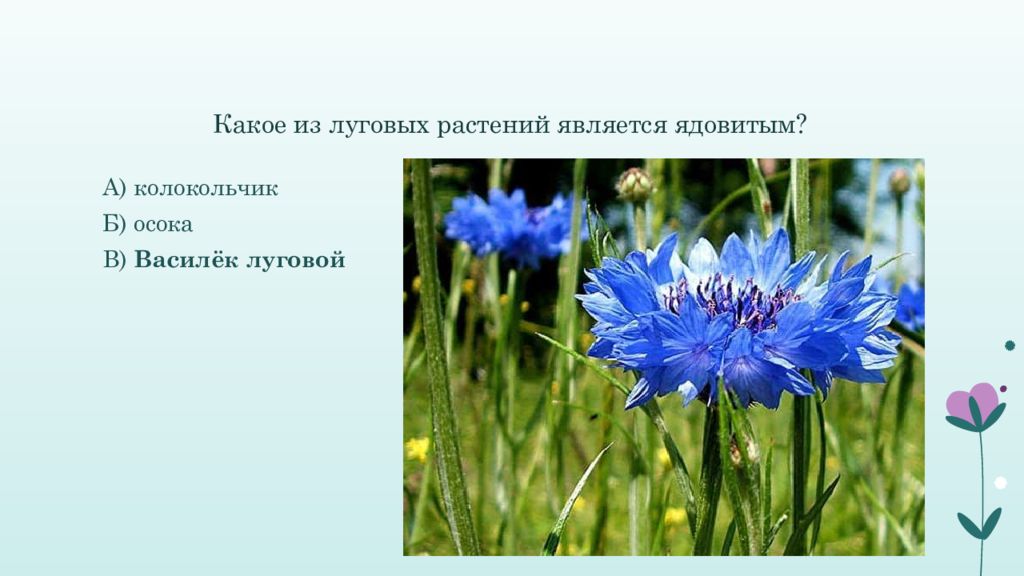 полевые культуры растений. луговой тип растительности. растения луга названия. к полевым растениям относится. какие растения относятся к.