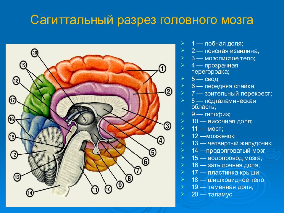 Общий план строения мозга в сагиттальном разрезе