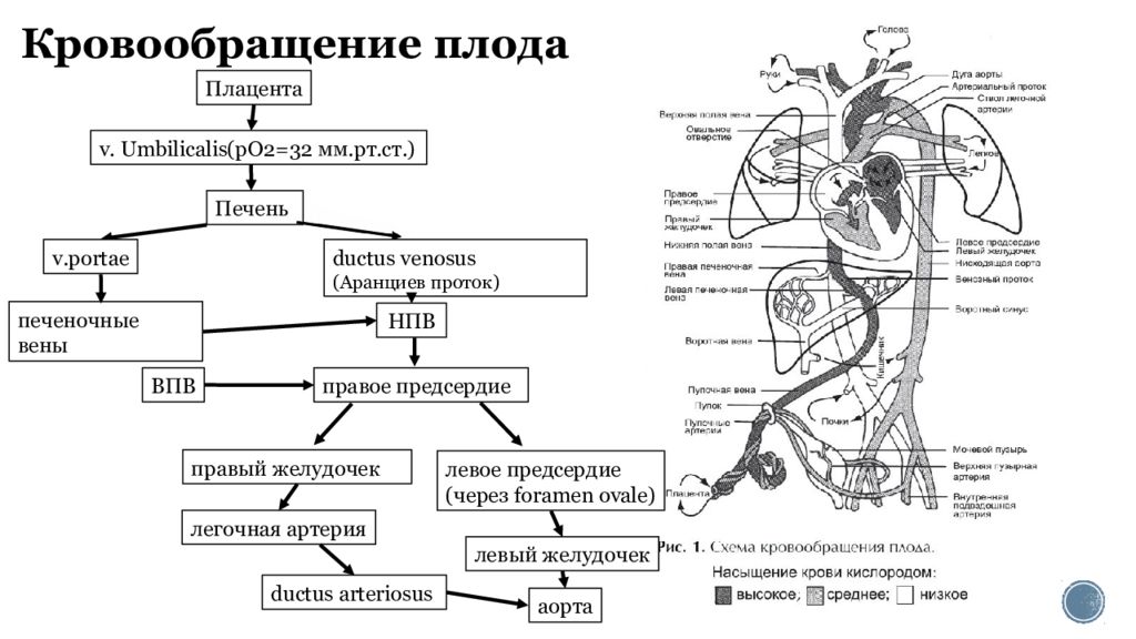 Агенезия венозного протока. Кровоснабжение плода анатомия схема. Плацентарное кровообращение плода схема. Плацентарный круг кровообращения схема. Фетоплацентарное кровообращение схема.