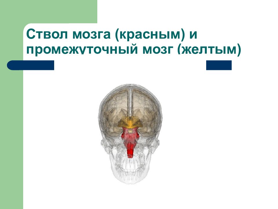 Задний мозг презентация анатомия