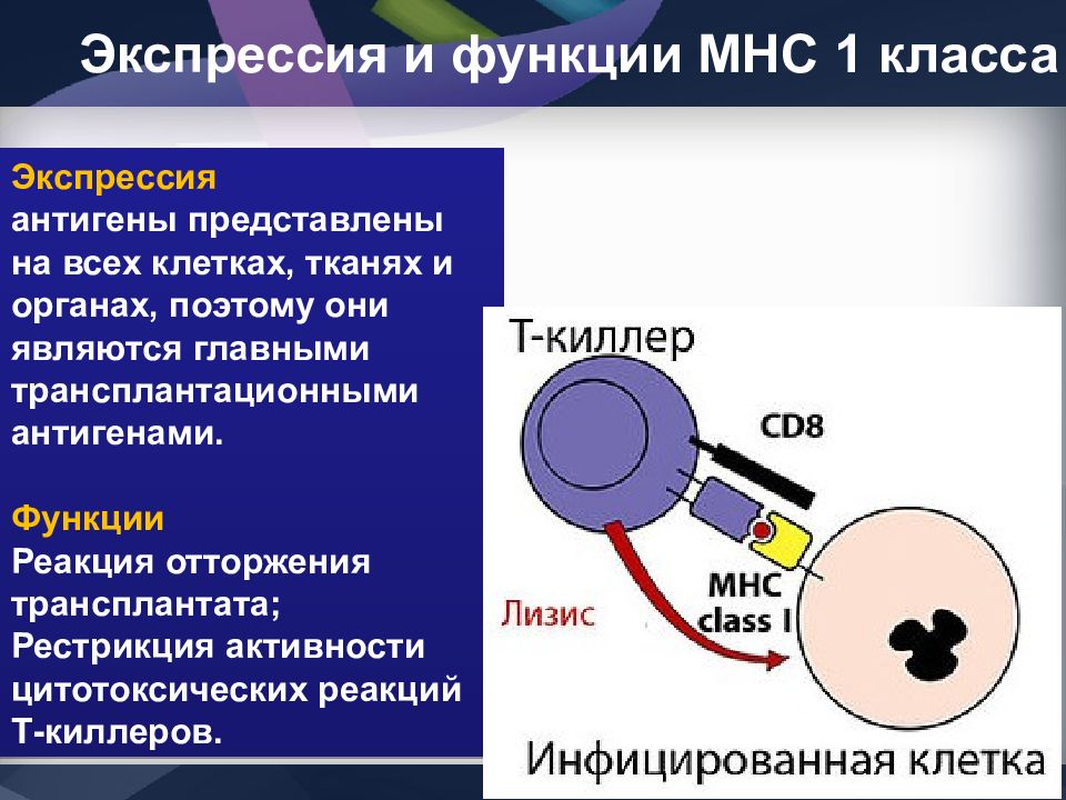 Главный комплекс гистосовместимости презентация