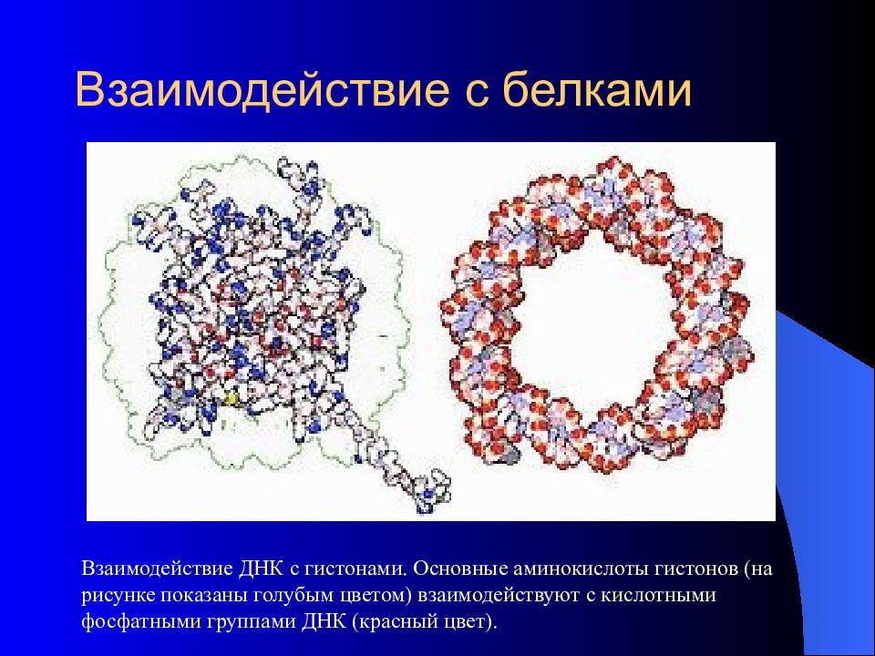 Аминокислоты днк. Дезоксирибонуклеиновая кислота презентация. Взаимодействие ДНК И гистоновых белков. Аминокислоты гистонов. Гистоны ДНК.