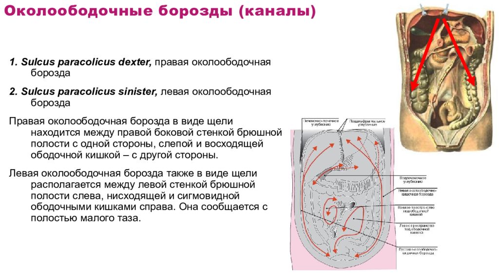 Борозды брюшной полости. Околоободочная клетчатка располагается между. Левый и правый синусы брюшина. Левый брыжеечный синус брюшины. Околоободочные кишечные борозды.