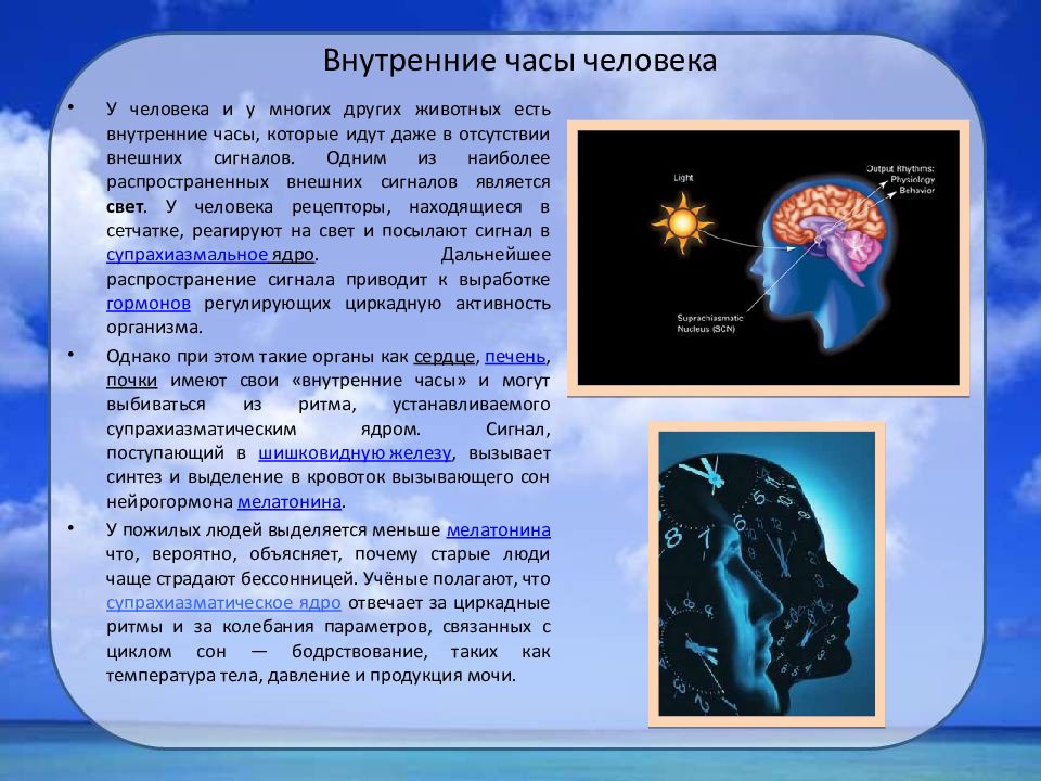 Внутренний час. Внутренние часы человека. Внутренние часы организма человека. Внутренние часы человека как называется. Ве=нутрнии часы человека.