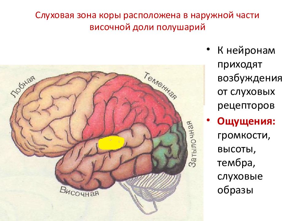 Височная функция мозга. Зона коры головного мозга слухового анализатора. Функции слуховой зоны головного мозга.