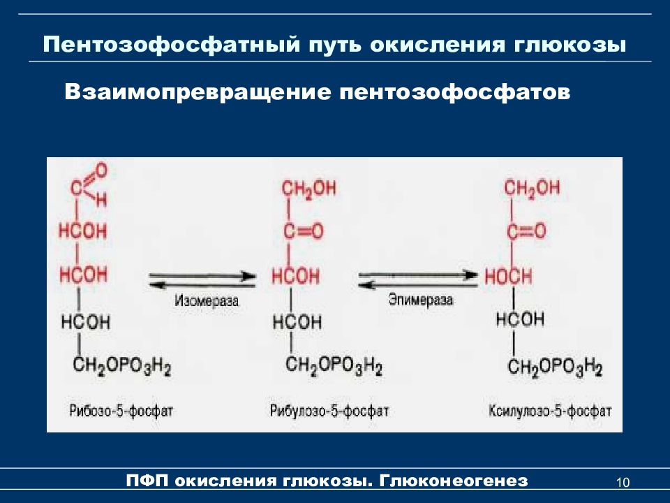 Hcoh. Регуляторную реакцию пентозофосфатного пути. Схема неокислительного этапа пентозофосфатного пути. Окислительная фаза пентозофосфатного цикла. Пентозофосфатный (апотомический) путь окисления Глюкозы..