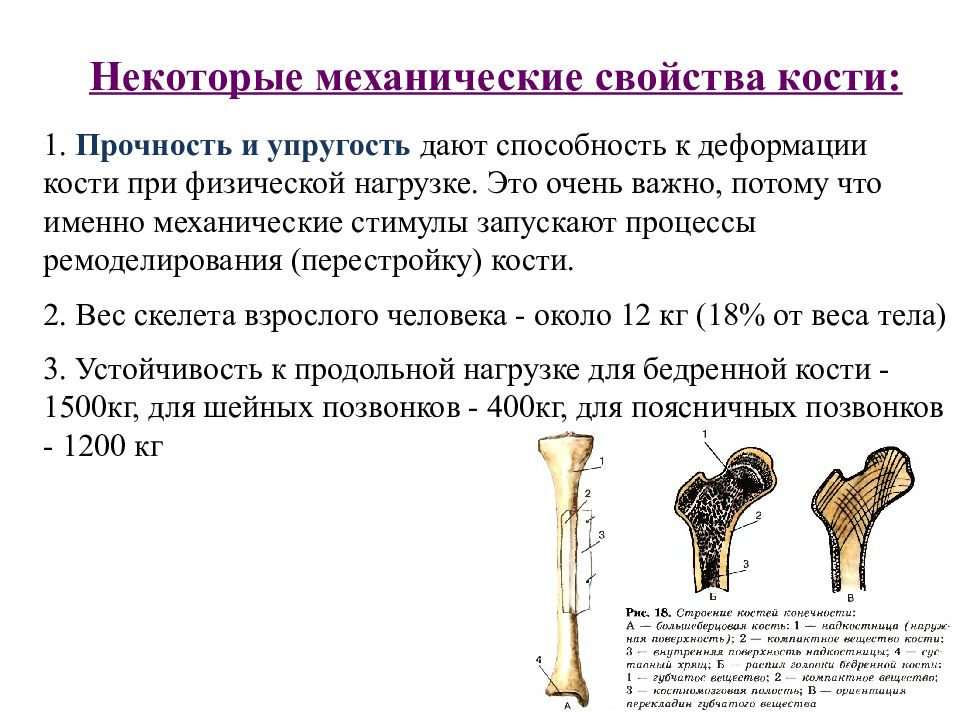 Химические свойства костей человека. Механические свойства костей организма. Перечислите механические свойства костей. Свойства костей человека. Строение и свойства костей.