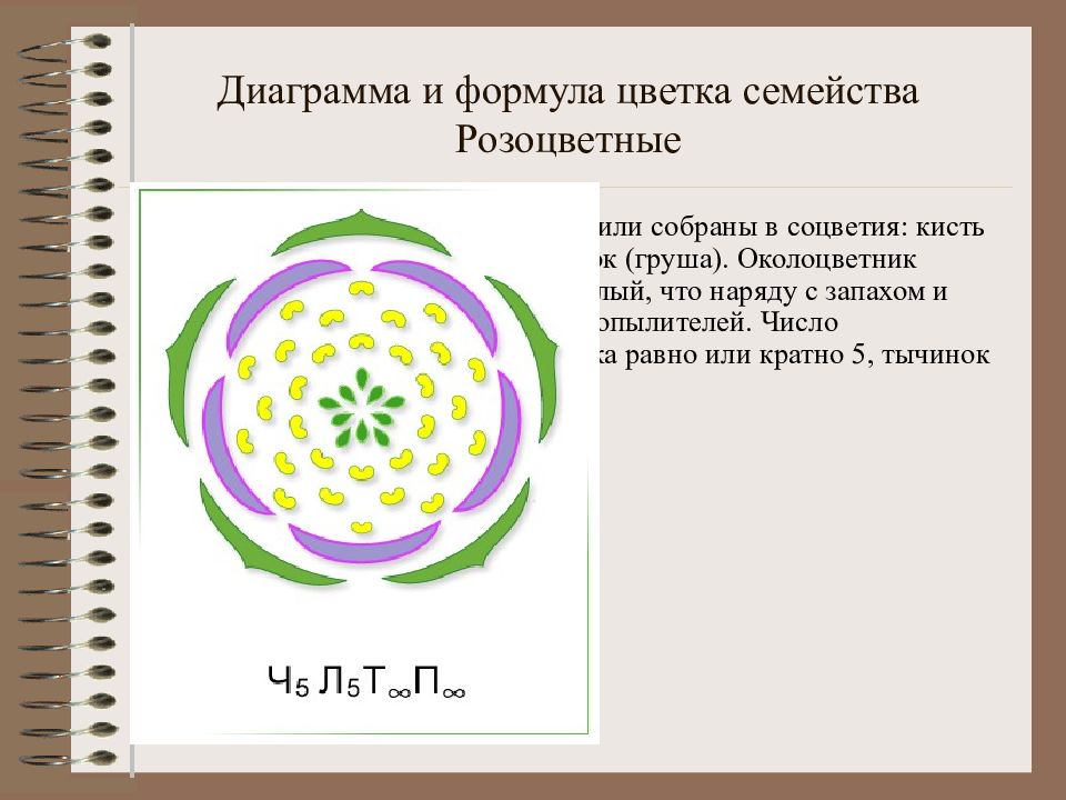 Какой признак показанный на диаграмме цветка позволяет определить